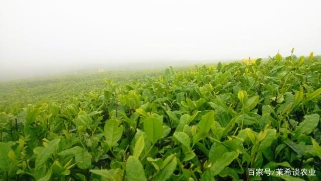 薄荷塘春茶口感介绍及农艺过程，你知道吗？