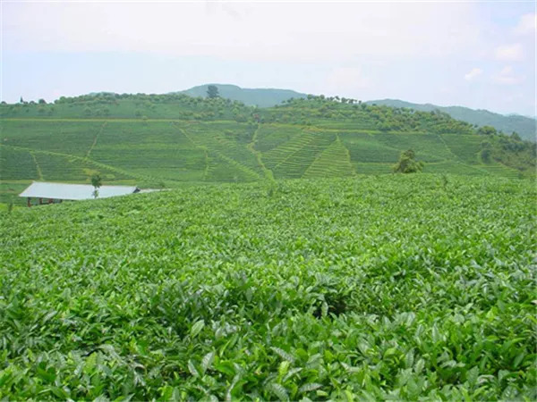 绿色有机牛洛河生态茶： 源自纯净，品味静