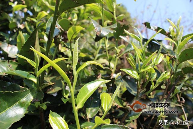 曼松普洱茶的产地、品质和特点：哪个茶区最适合种植？