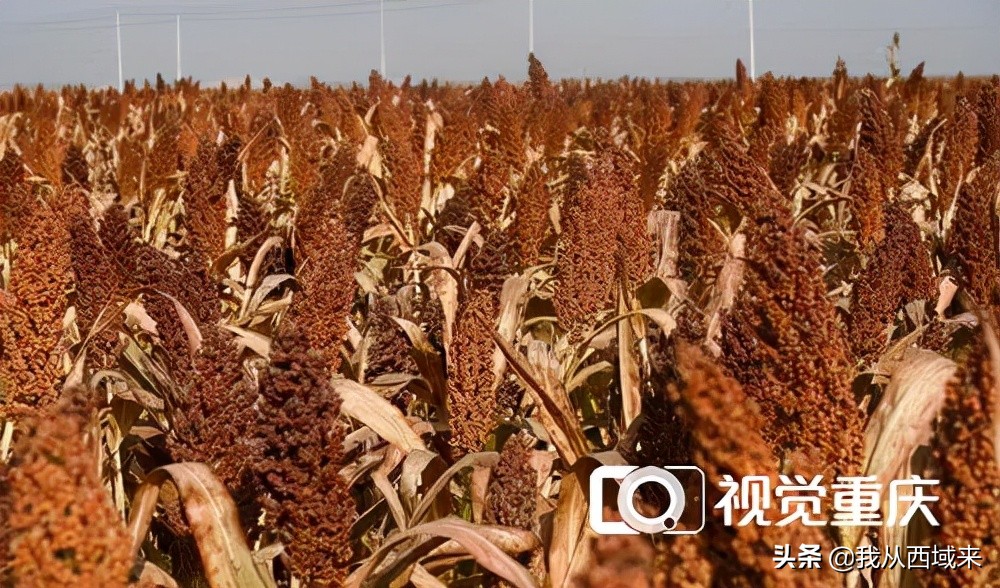 和田玉青花粘合剂好吗值钱吗