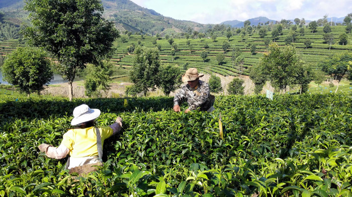 新临沧地区优质普洱茶供应，种植技术与服务电话咨询