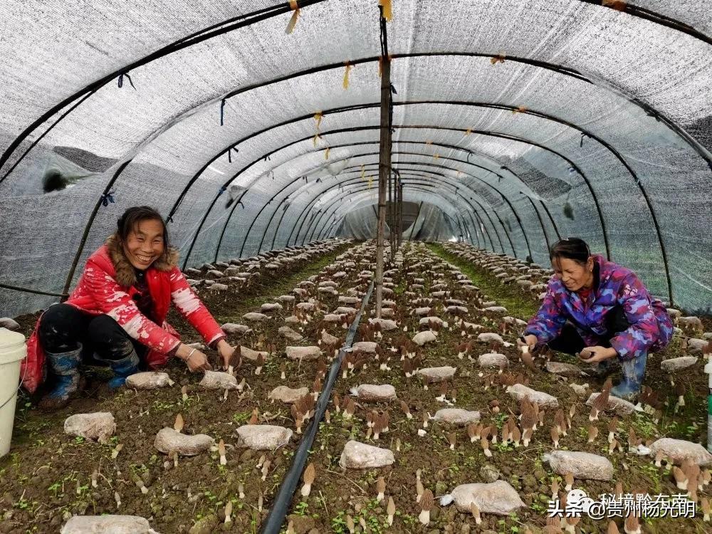 新 '贵州翠与蓝田玉：两种瑰宝的对比探索'