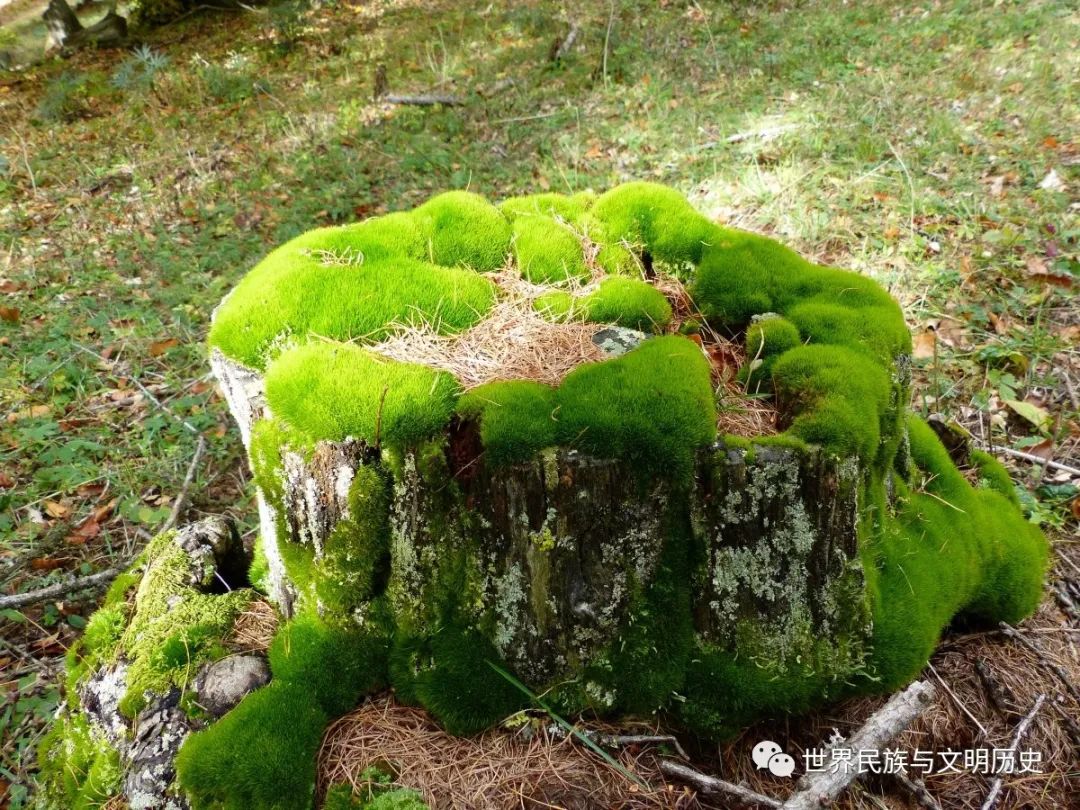 莫西沙地区的藓类植物：种类、生态、用途及保护措施一览