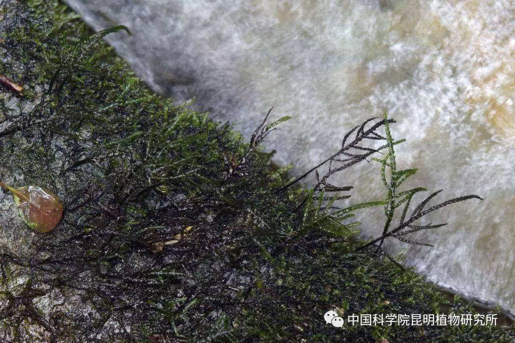 莫西沙地区的藓类植物：种类、生态、用途及保护措施一览