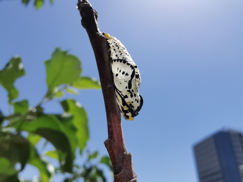 和田玉蚕蛹化蝶的寓意、象征与风水意义：探索这一古老传统的文化内涵