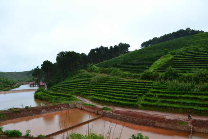 西双版纳：普洱茶的产地还是独立的茶区？