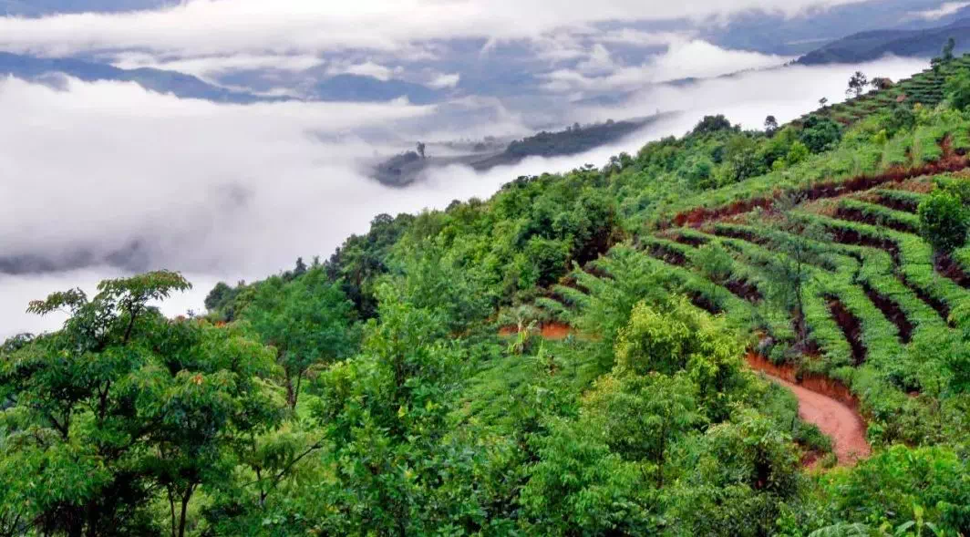 新 '云南普洱茶五大茶山之巅，你不可不知的名山特色及口感解析'