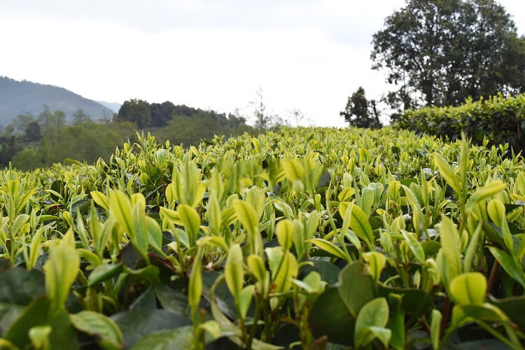 云龙珍茗大栗树特级550g茶厂具     置及价格，云龙县宝丰乡大栗树茶怎么样？