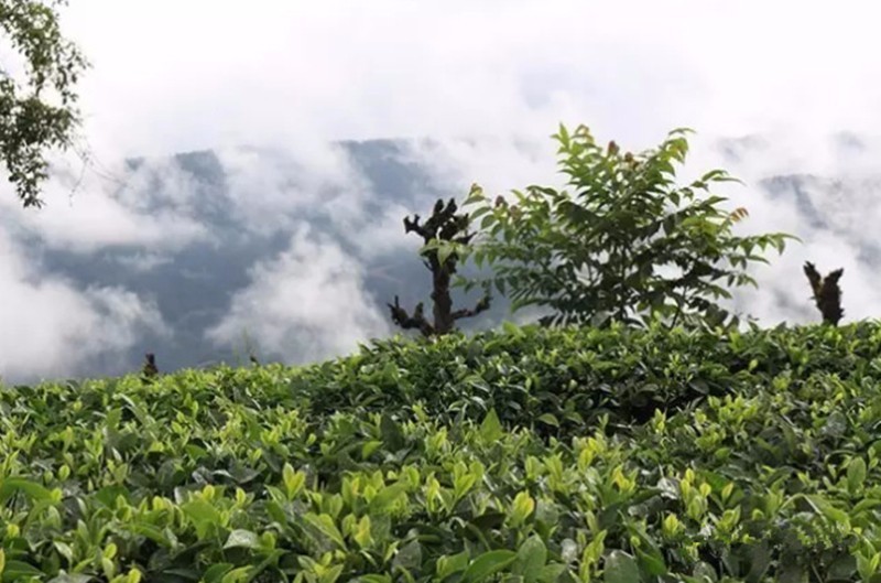 云龙大栗树茶是什么茶