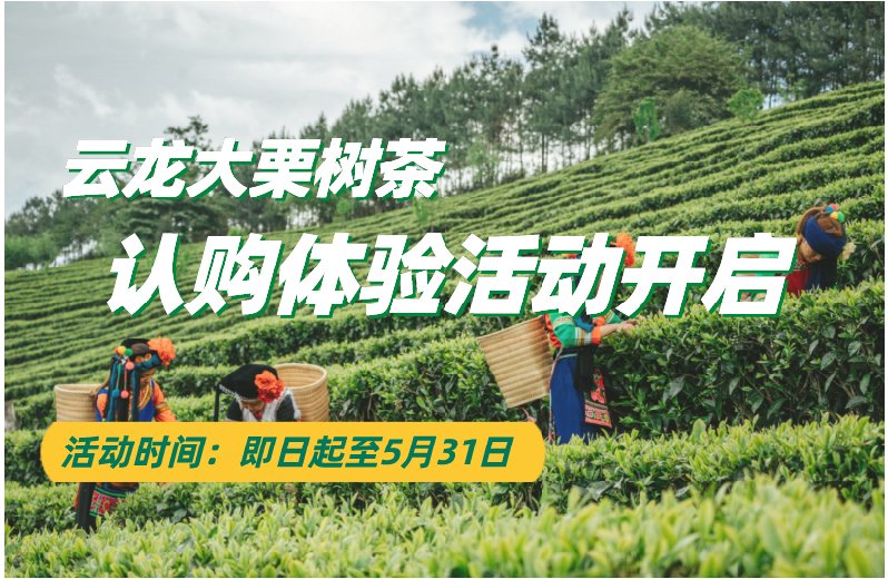 云龙大栗树茶是什么茶