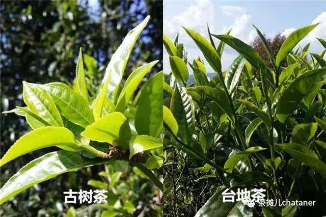 古树茶与台地茶：口感对比，品种特色剖析