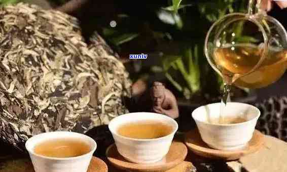 新 普洱茶的健益处与潜在饮用禁忌：哪些人群应避免饮用？