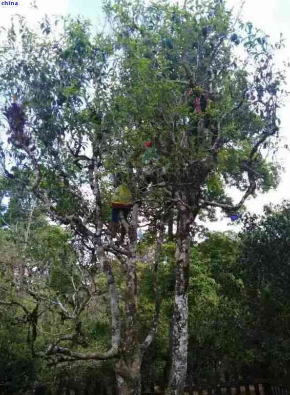 竹子古树普洱茶特点：百度百科