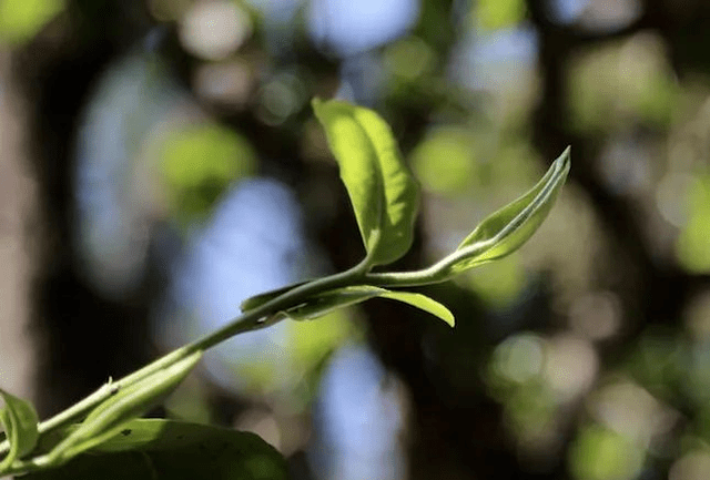 竹子古树茶：独特的味道，丰富的文化底蕴与生态价值