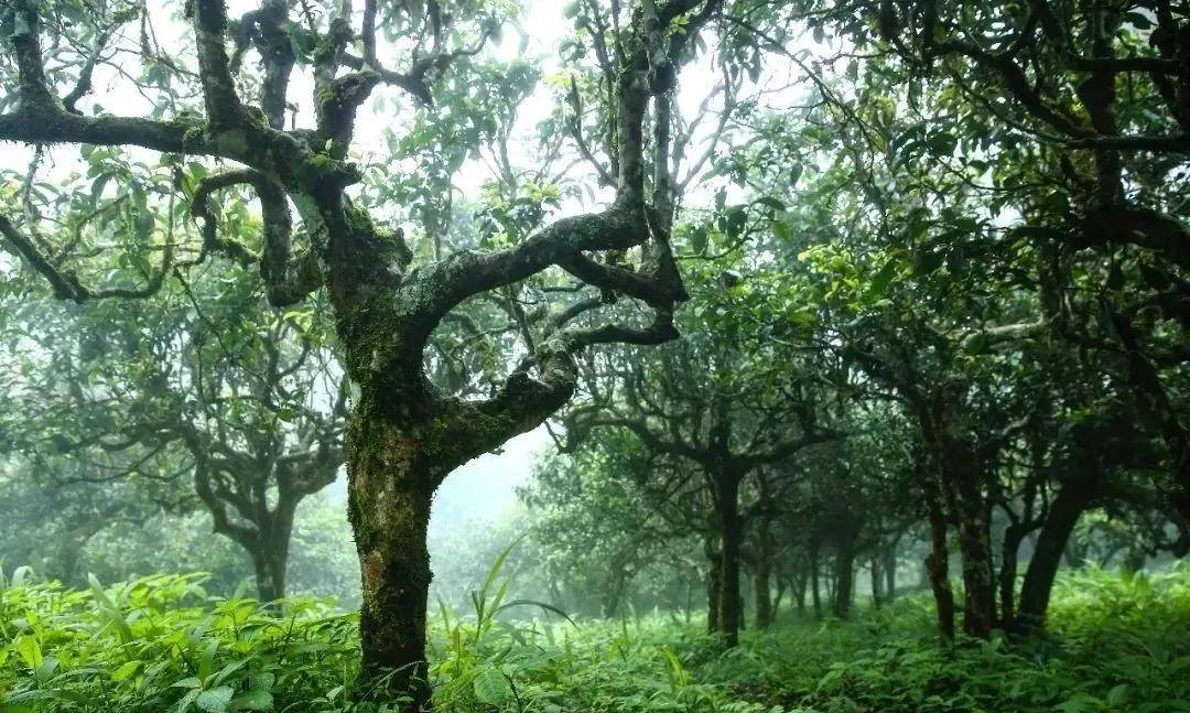 竹子古树茶：独特的味道，丰富的文化底蕴与生态价值