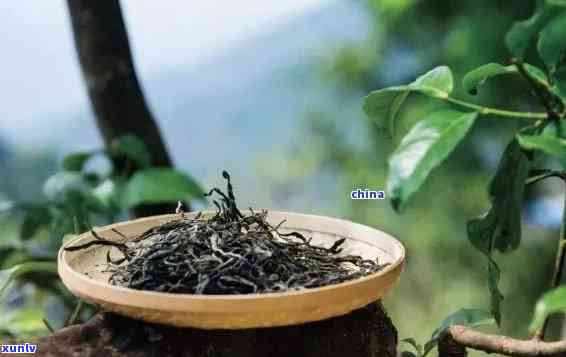 竹子古树茶：独特的味道，丰富的文化底蕴与生态价值