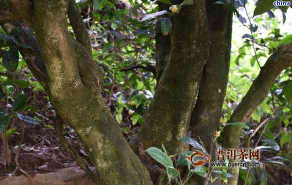 竹子古树茶：独特的味道，丰富的文化底蕴与生态价值