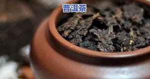 菊花普洱茶：减肥新选择？科学研究揭示其功效与效果