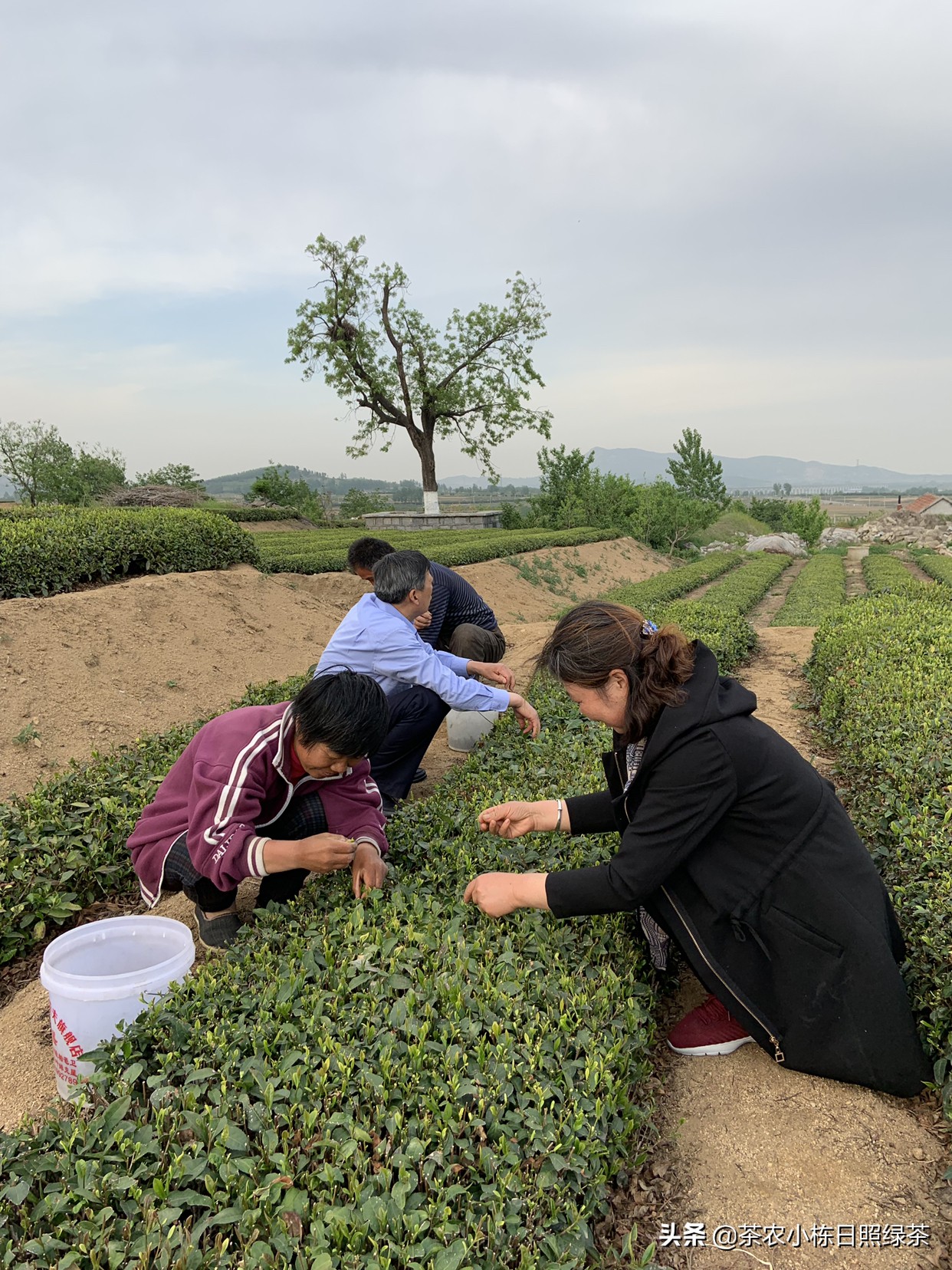 山东日照明日叶茶传销最新消息：揭示真实面目！