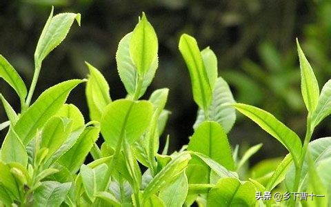 '茶叶在花土中生长：适宜还是禁忌？如何正确使用茶叶为植物增色添香？'