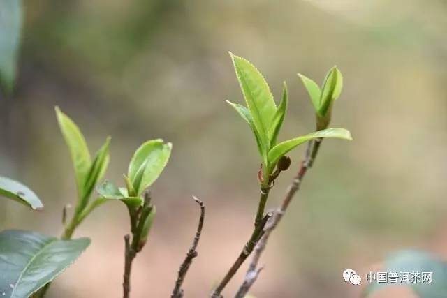 '茶叶在花土中生长：适宜还是禁忌？如何正确使用茶叶为植物增色添香？'