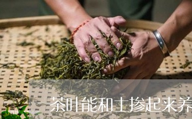 茶叶能放土里养花吗：为什么茶叶可以放在花盆土里？