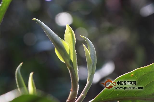 普洱茶中的花是什么？它们对普洱茶有什么影响？