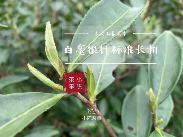 新白毫银针普洱茶表面出现白花？别急，这里有解决方案！