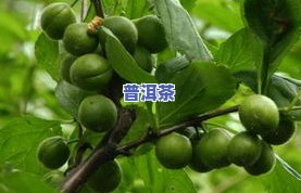 普洱茶花期：揭示其独特的生长与采摘周期