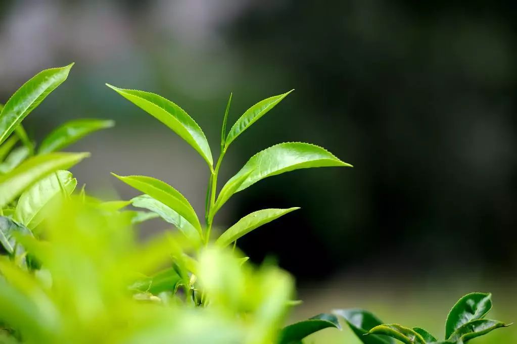 普洱茶开花全过程解析：从芽叶到花朵的奇妙变化及其原因