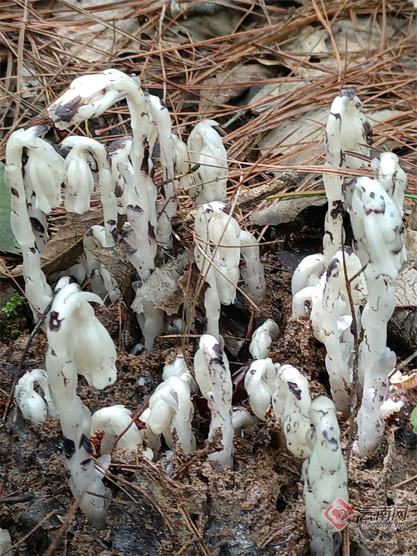 普洱茶树会开花结果吗？