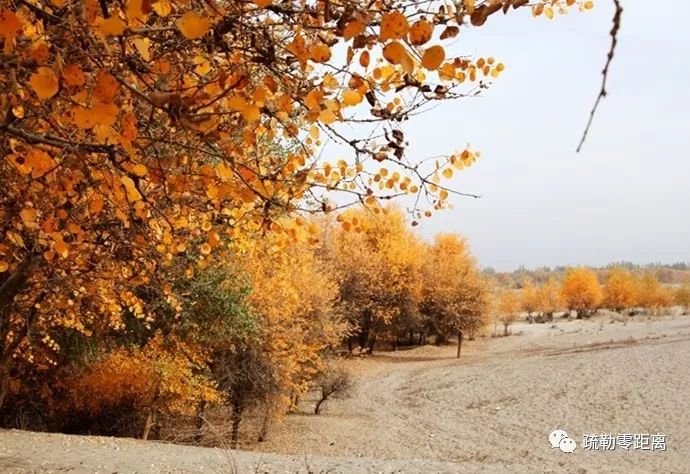 疏勒县有啥景点：探索疏勒县不可错过的旅游胜地