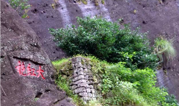 天价普洱茶排行榜