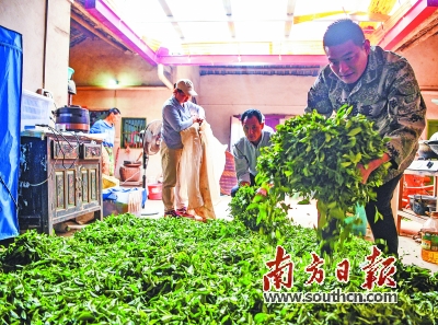 上茶的顺序与制茶杀青的目的有关吗？