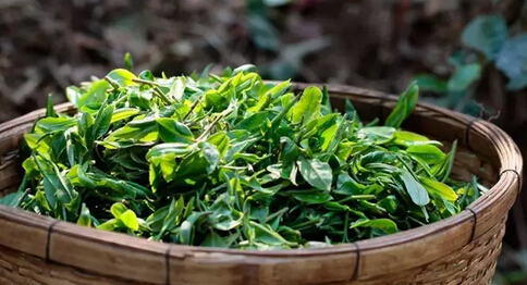 新大益普洱茶：下关地区的精选茶叶与独特风味