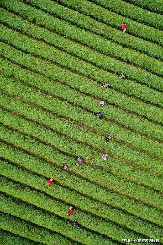 绿茶、春茶和秋茶口感对比：深入了解各节茶叶的特点与差异