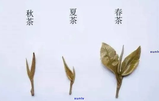 春茶与秋茶口感差异：哪个更优？