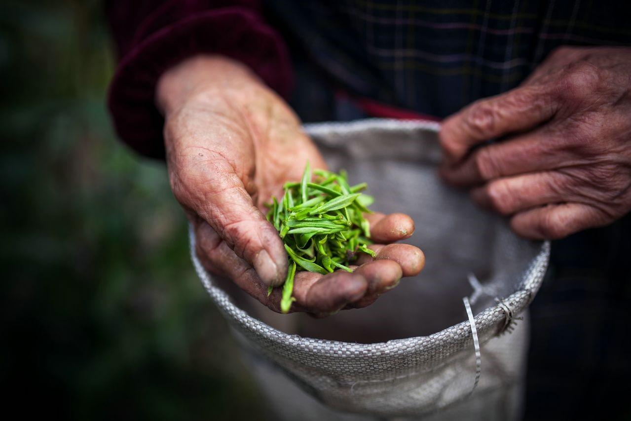 '春茶与秋茶的对比：哪个更好？'