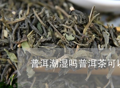 云南普洱茶除湿么