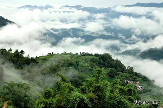 中山古树普洱茶：源自名山，传承千年的醇香佳品