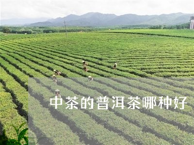 中山好的普洱茶