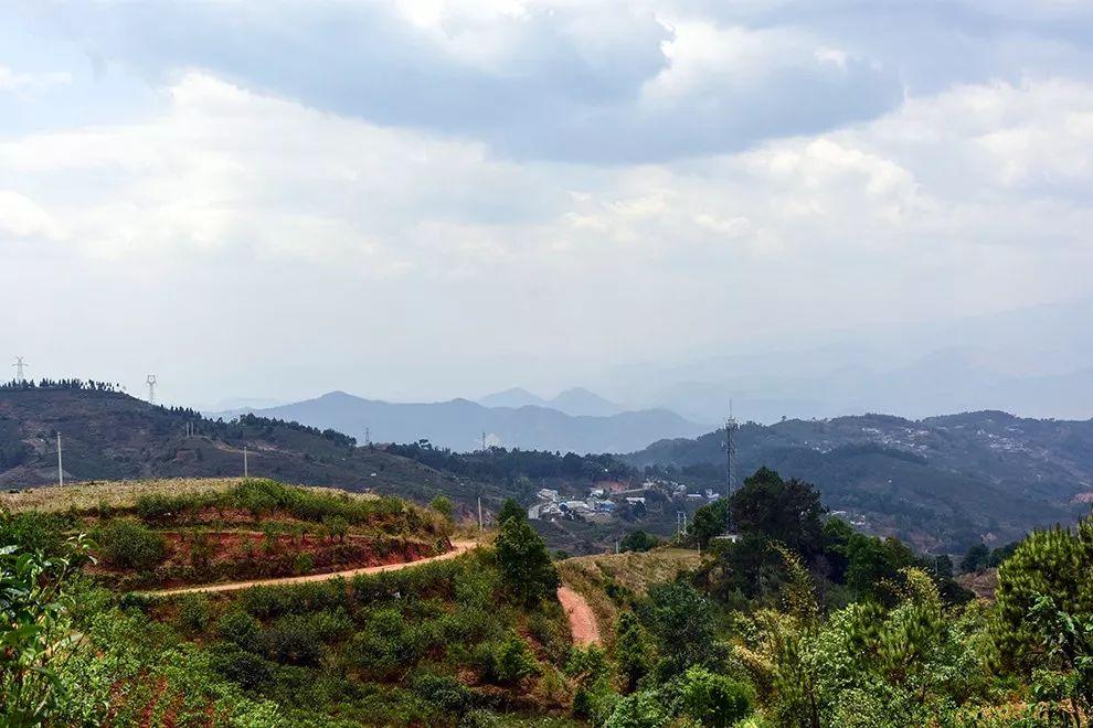 马帮园茶马古道普洱茶