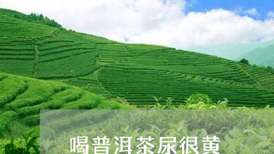 熟普洱茶为什么会变黄变苦