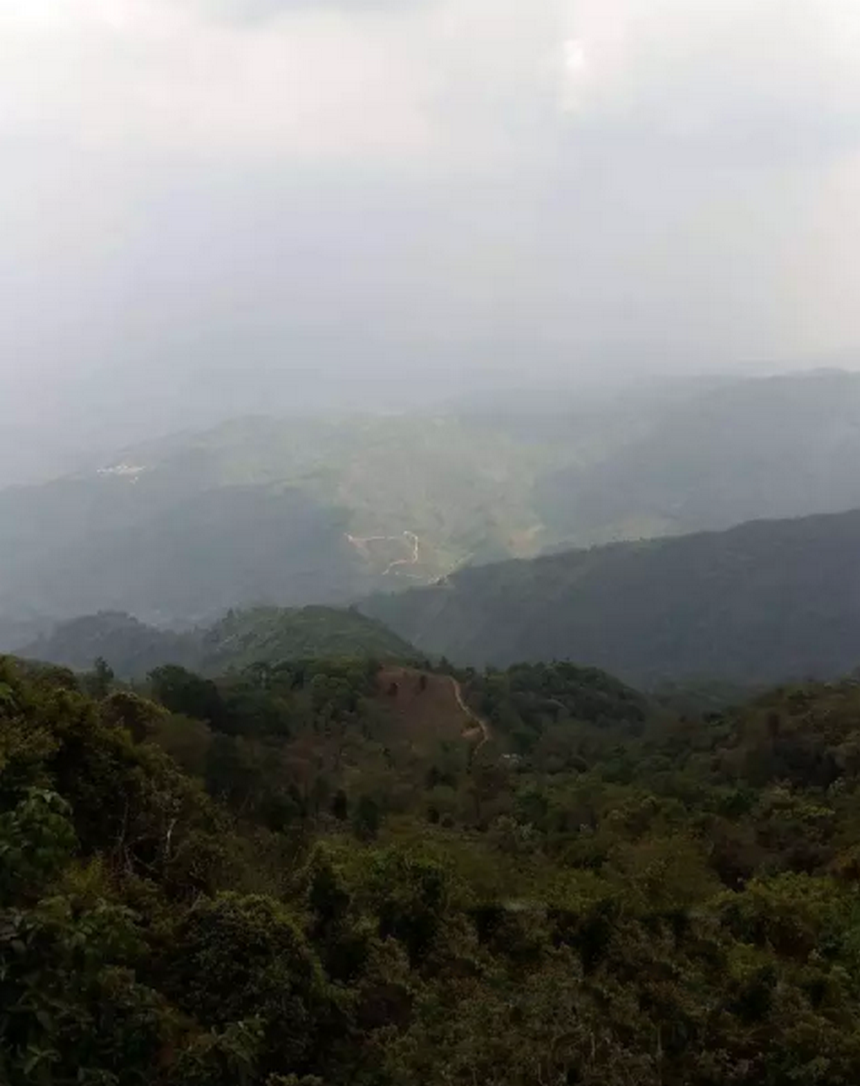 勐库大尖山普洱茶