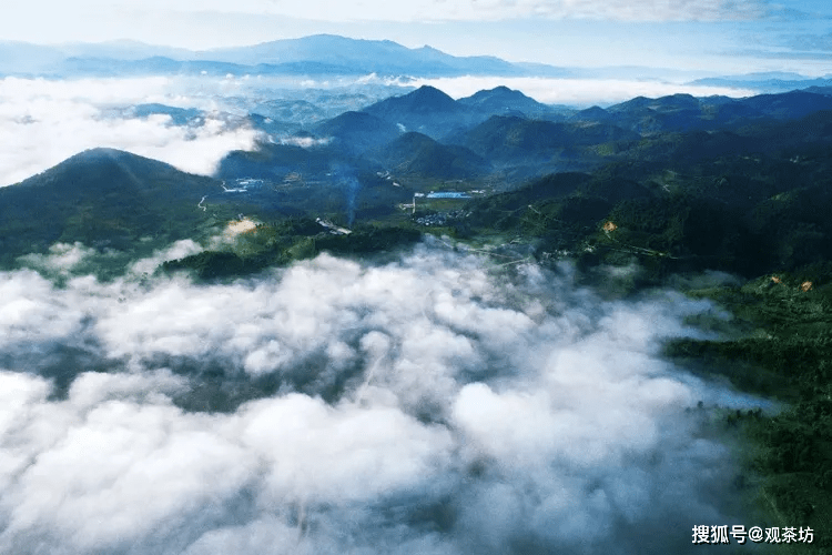 勐库大尖山普洱茶