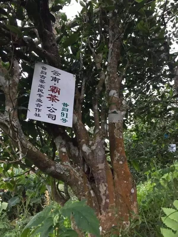 古树茶品鉴：昔归茶的历、产地、口感与价格一览表