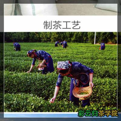 冰岛茶的产地：探寻世界顶级茶叶产区的魅力