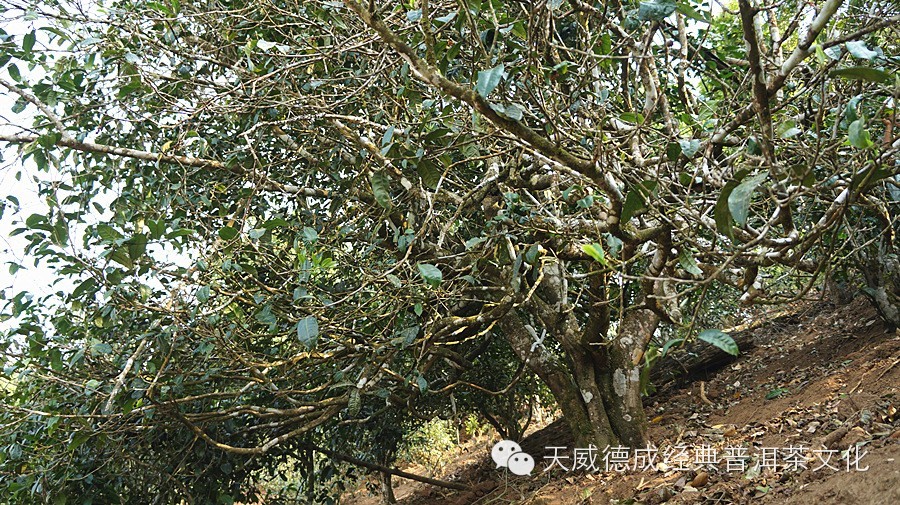 古树茶的岁月沉淀：探究弯茶的树龄之谜