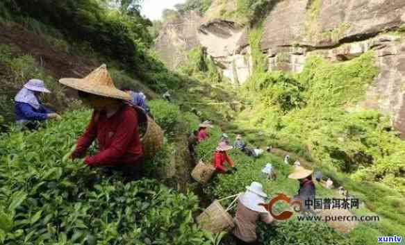 兰妃茶的产地和种类：探索中国福建武夷山的特色名茶