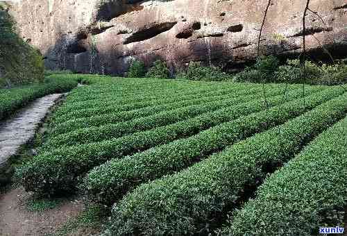 兰妃茶的产地和种类：探索中国福建武夷山的特色名茶